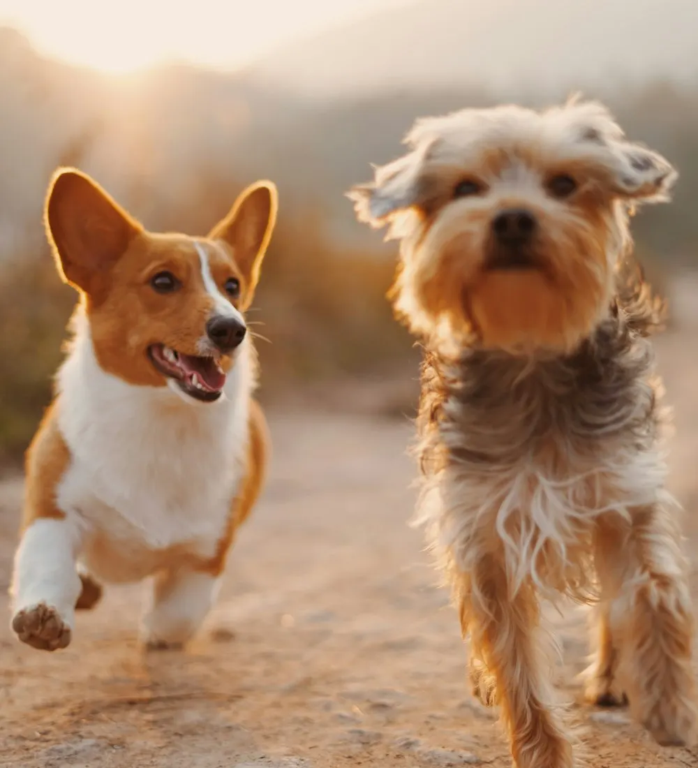 Imagem de inspiração para o conceito de veterinária